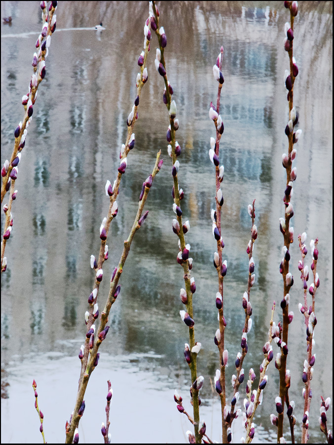 photo "***" tags: landscape, nature, fragment, river, верба, отражение, почки