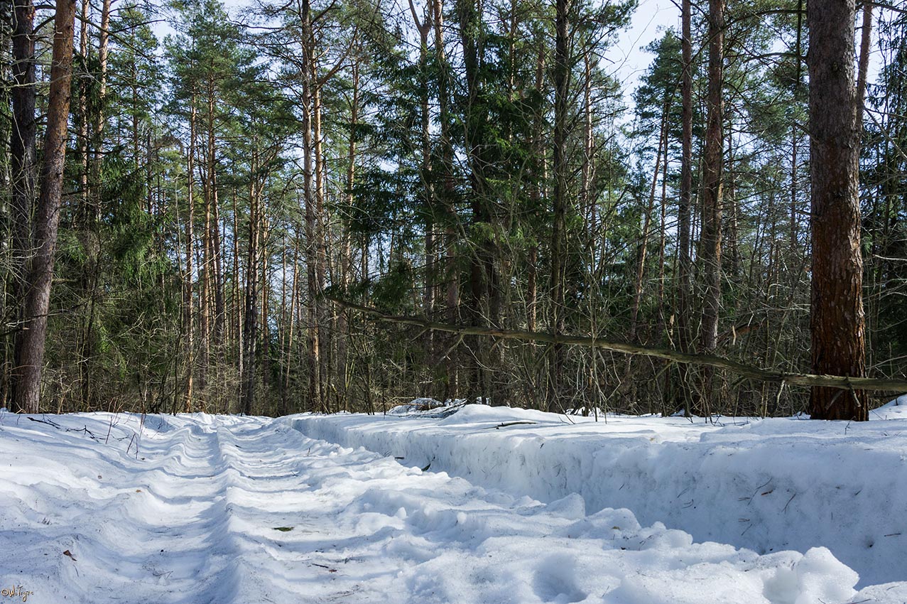 photo "***" tags: landscape, forest, spring