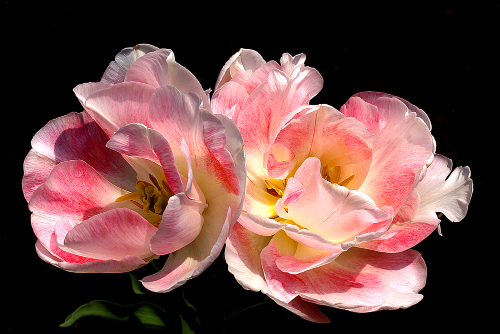 photo "***" tags: macro and close-up, flowers, tulips