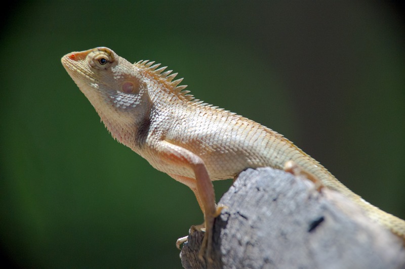 photo "Это калот изменчивый - Calotes versicolor" tags: macro and close-up, travel, 