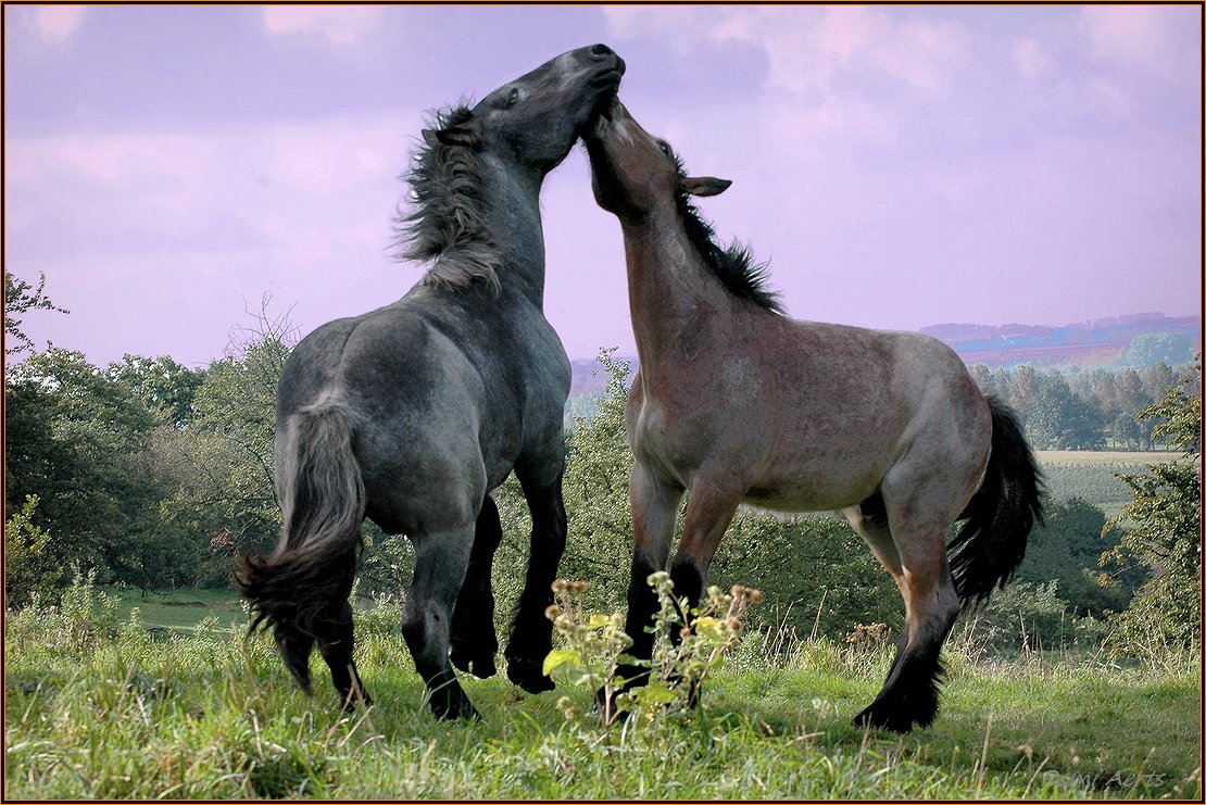 фото "***" метки: природа, пейзаж, репортаж, dieren, spring