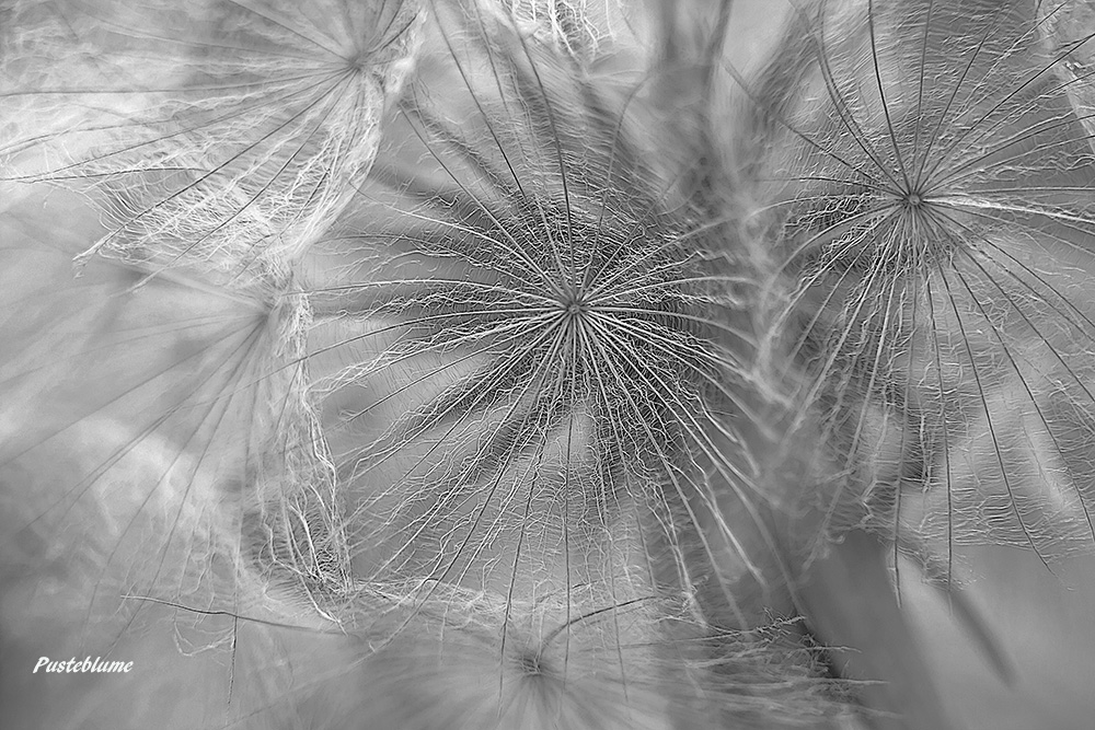 фото "Pusteblume" метки: , 