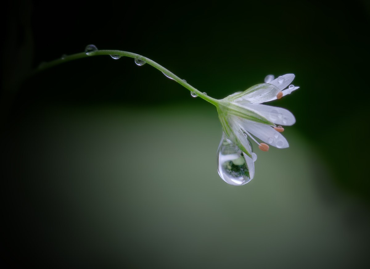 photo "***" tags: macro and close-up, nature, 