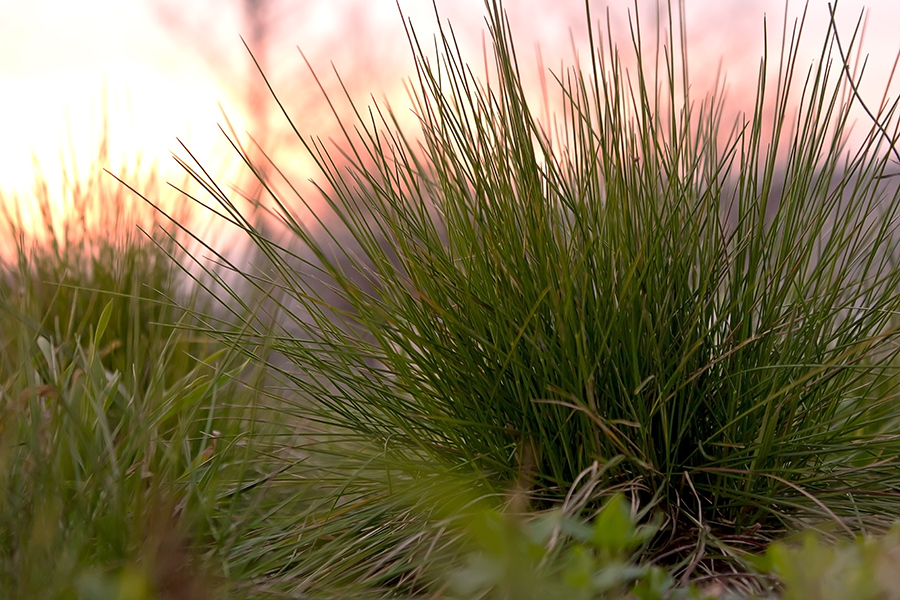 photo "***" tags: landscape, macro and close-up, Ukraine, Запорожье