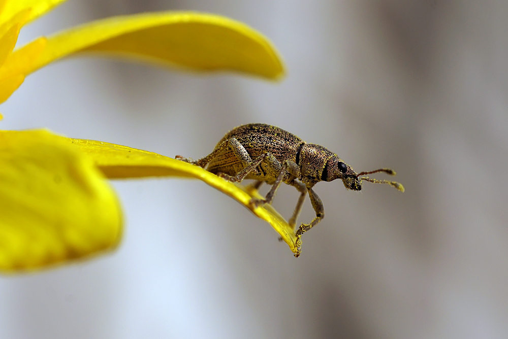 photo "***" tags: macro and close-up, nature, долгоносик