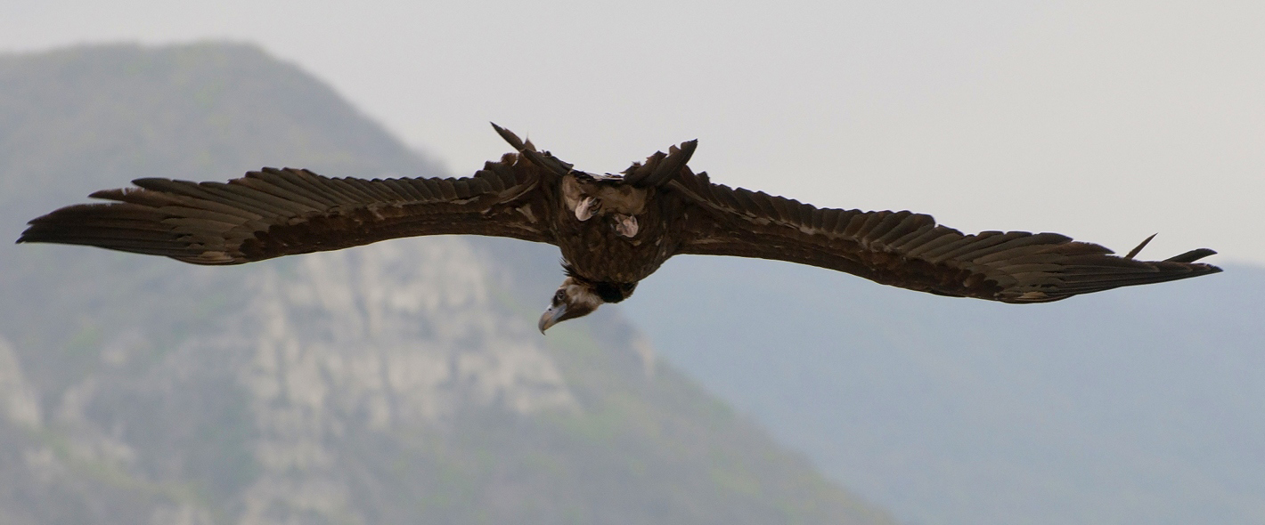 photo "***" tags: nature, flight, forest, look, mountains, pets/farm animals, wings, гриф