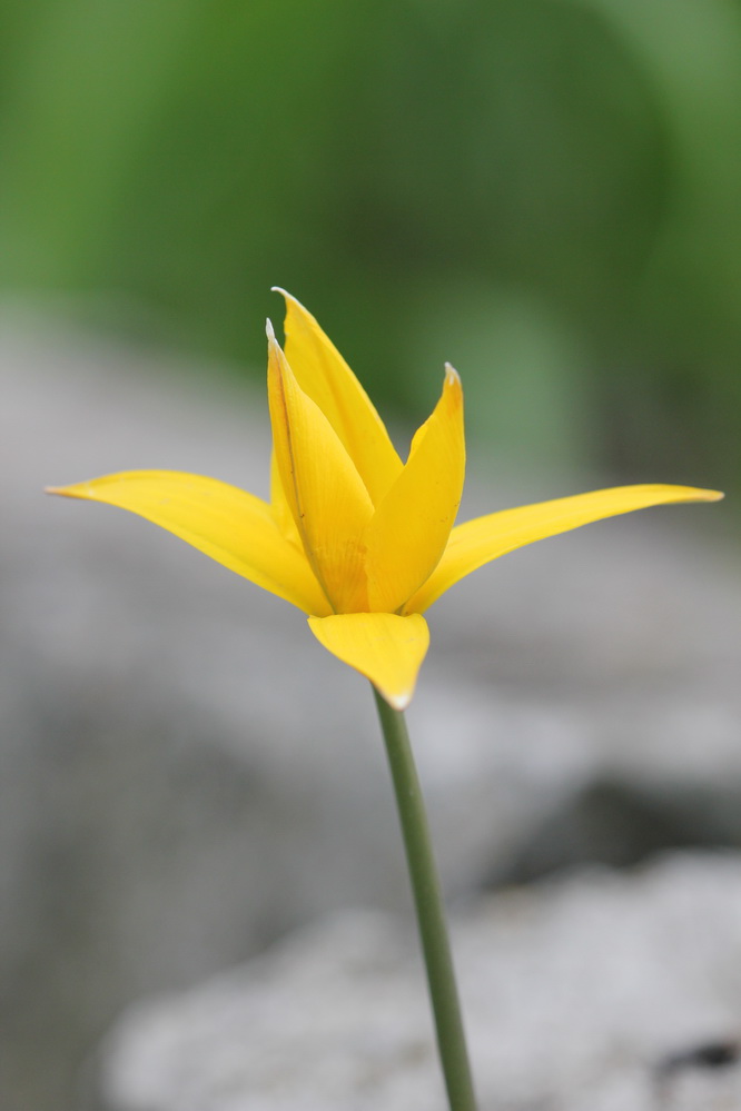 photo "***" tags: macro and close-up, flowers