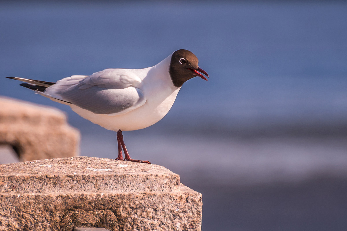 photo "***" tags: nature, city, spring, wild animals