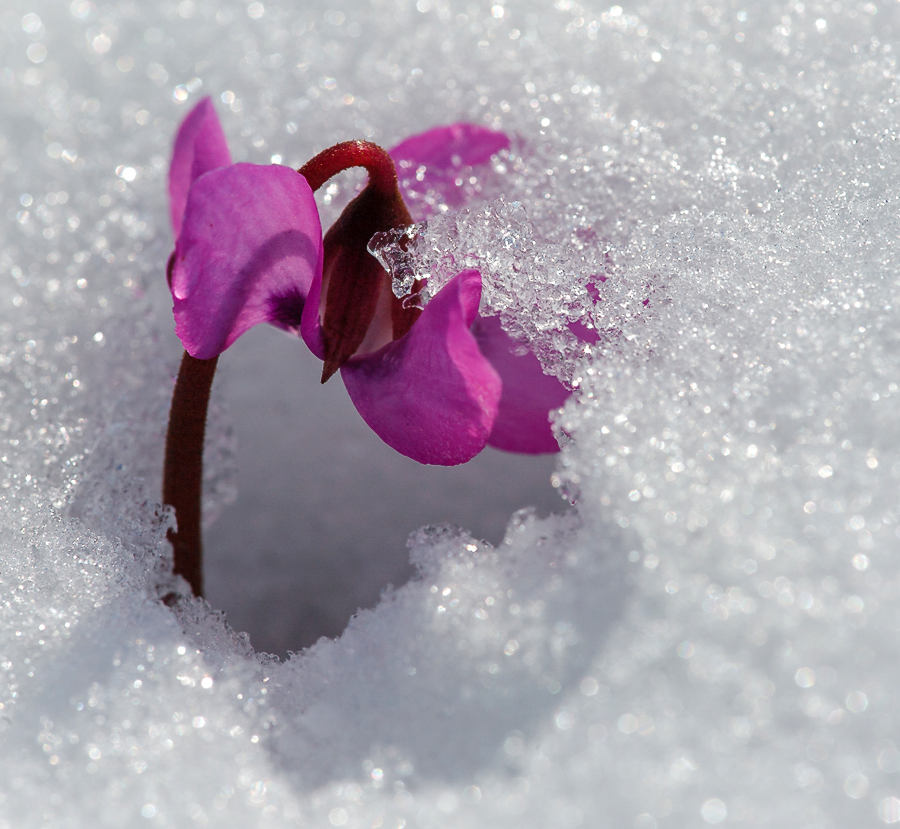 photo "***" tags: nature, macro and close-up, light, snow, spring, sun, первоцветы, цветок