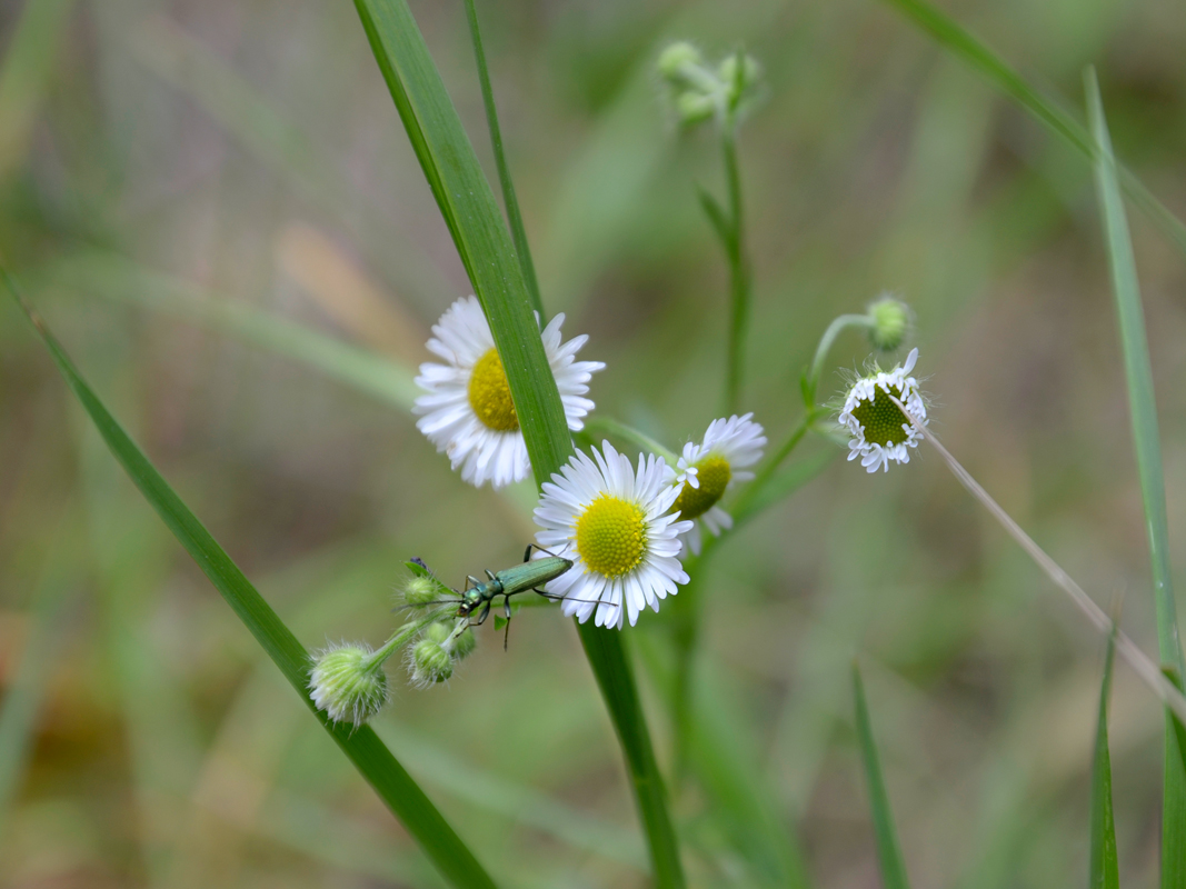 photo "***" tags: nature, macro and close-up, 