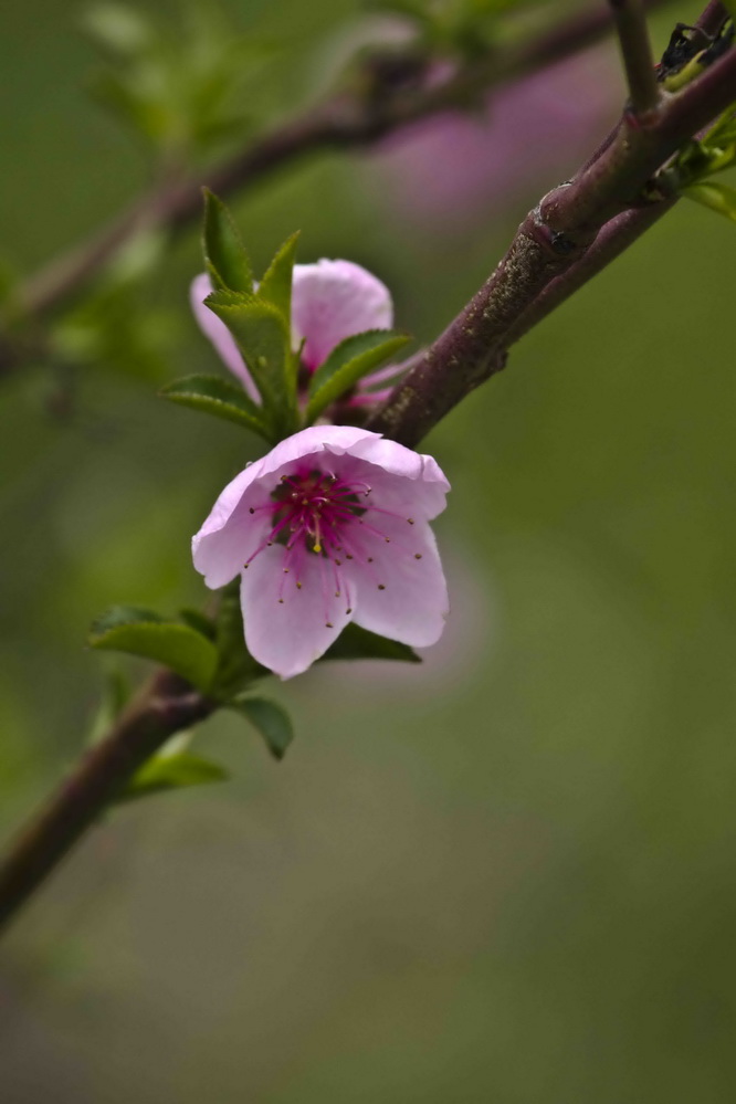 photo "***" tags: landscape, macro and close-up, flowers