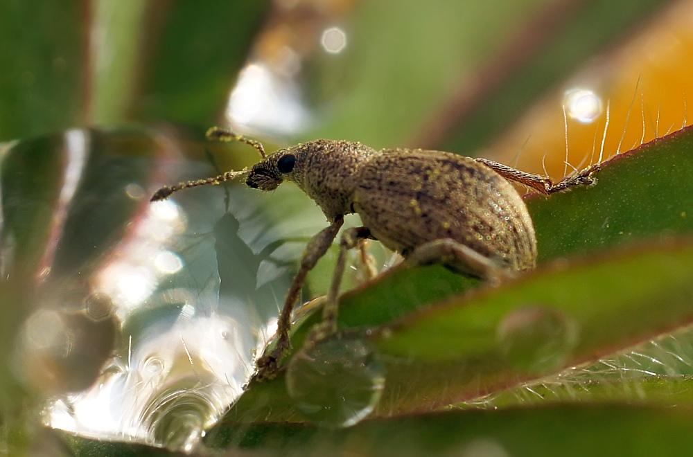 photo "***" tags: macro and close-up, nature, долгоносик, капли, макро