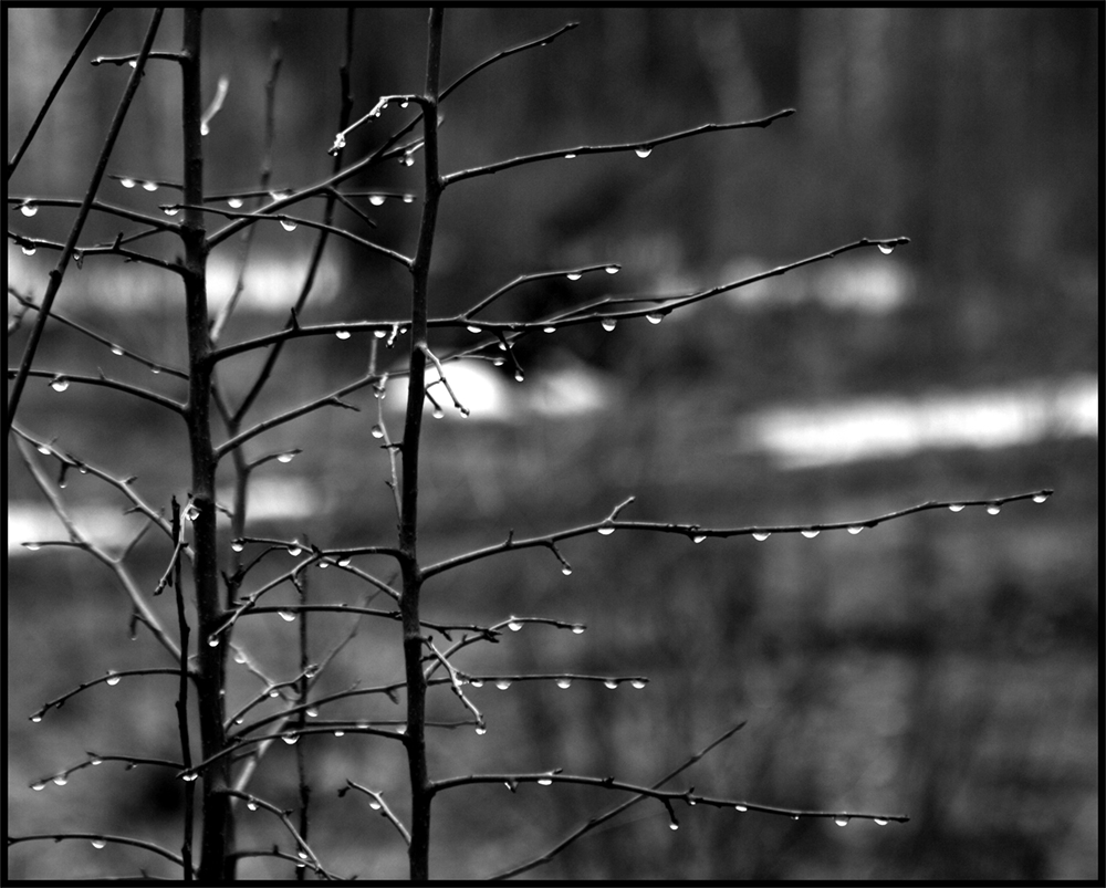 photo "***" tags: black&white, nature, macro and close-up, 