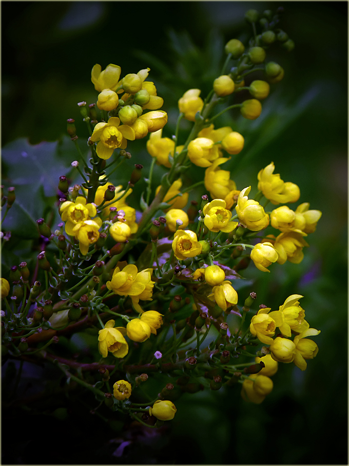 photo "***" tags: nature, flowers