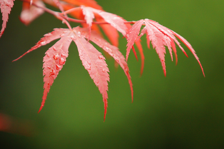 photo "green & red" tags: nature, travel, still life, flowers, spring