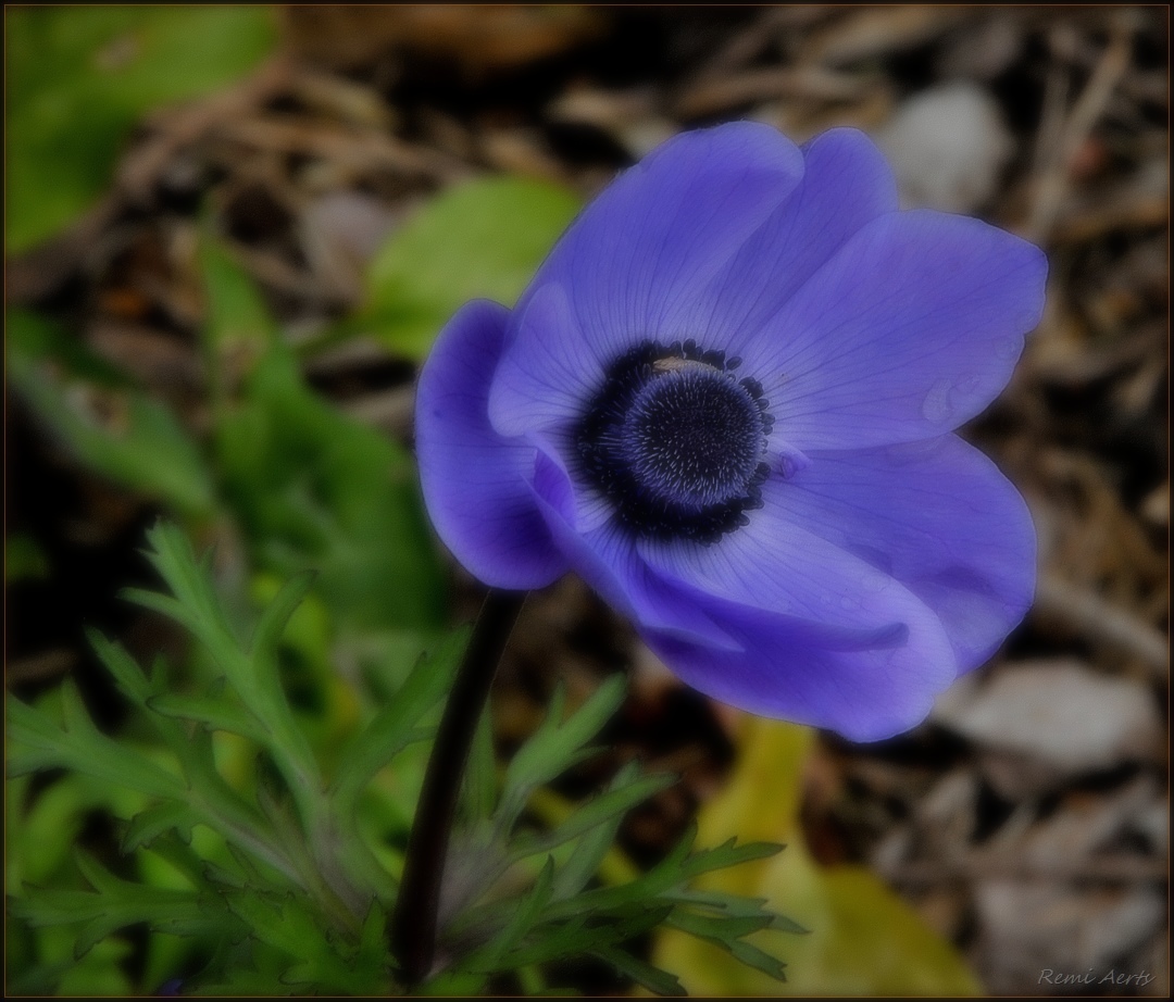 photo "***" tags: macro and close-up, nature, spring