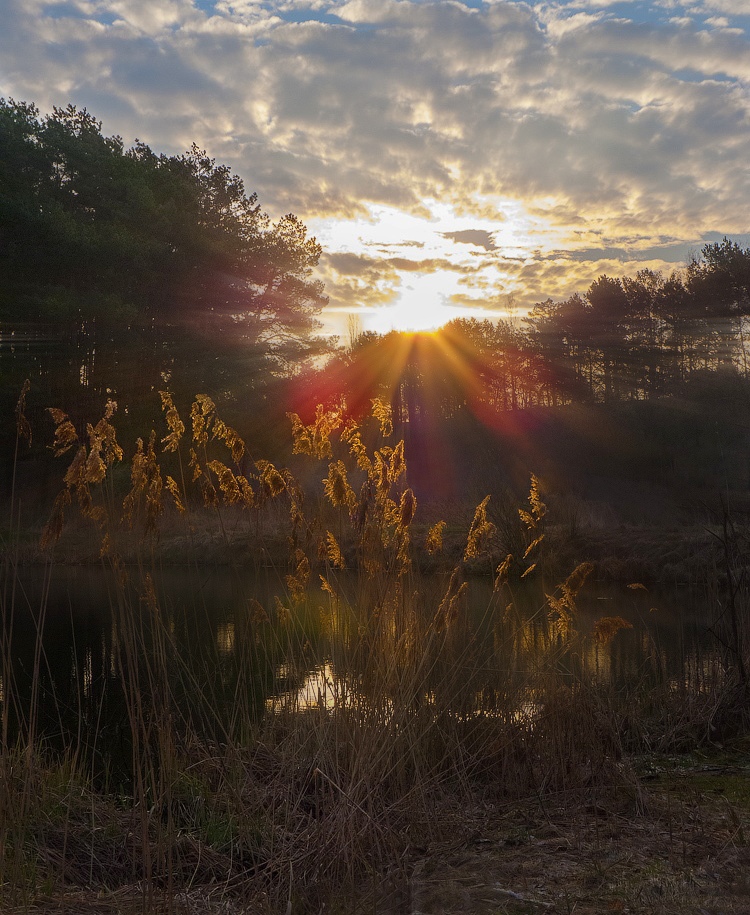 photo "How to light up the reeds ..." tags: landscape, morning, spring, sun, апрель