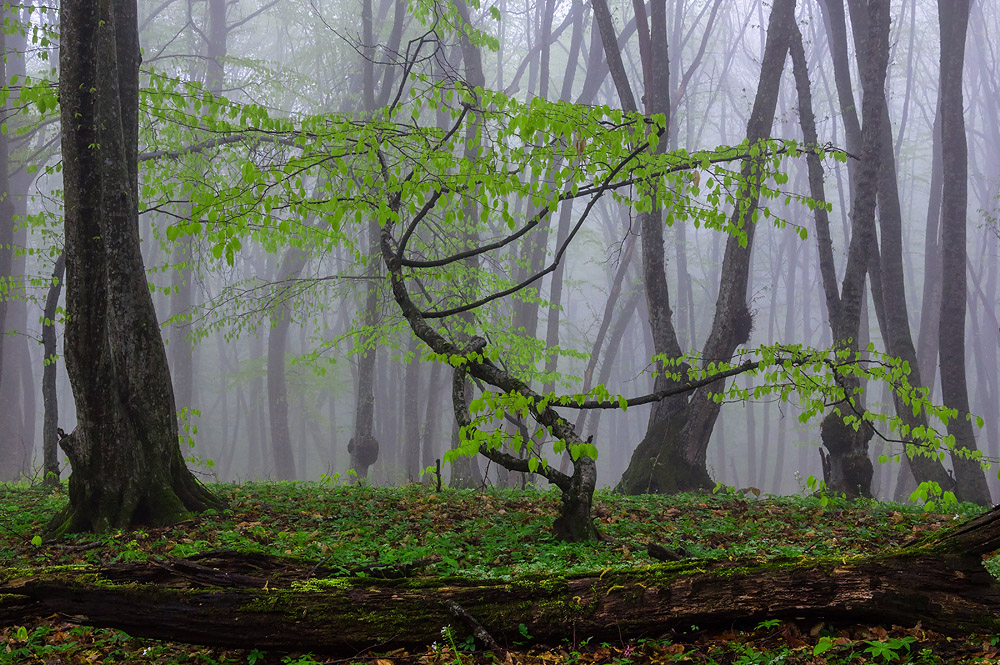 photo "***" tags: landscape, spring, Кавказ