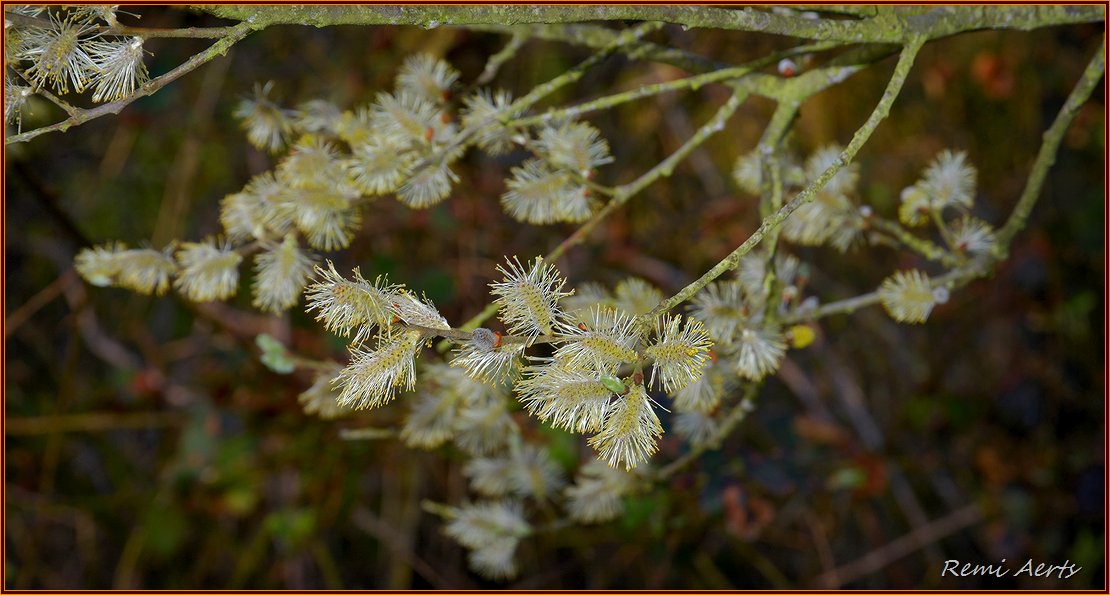 фото "***" метки: природа, макро и крупный план, spring