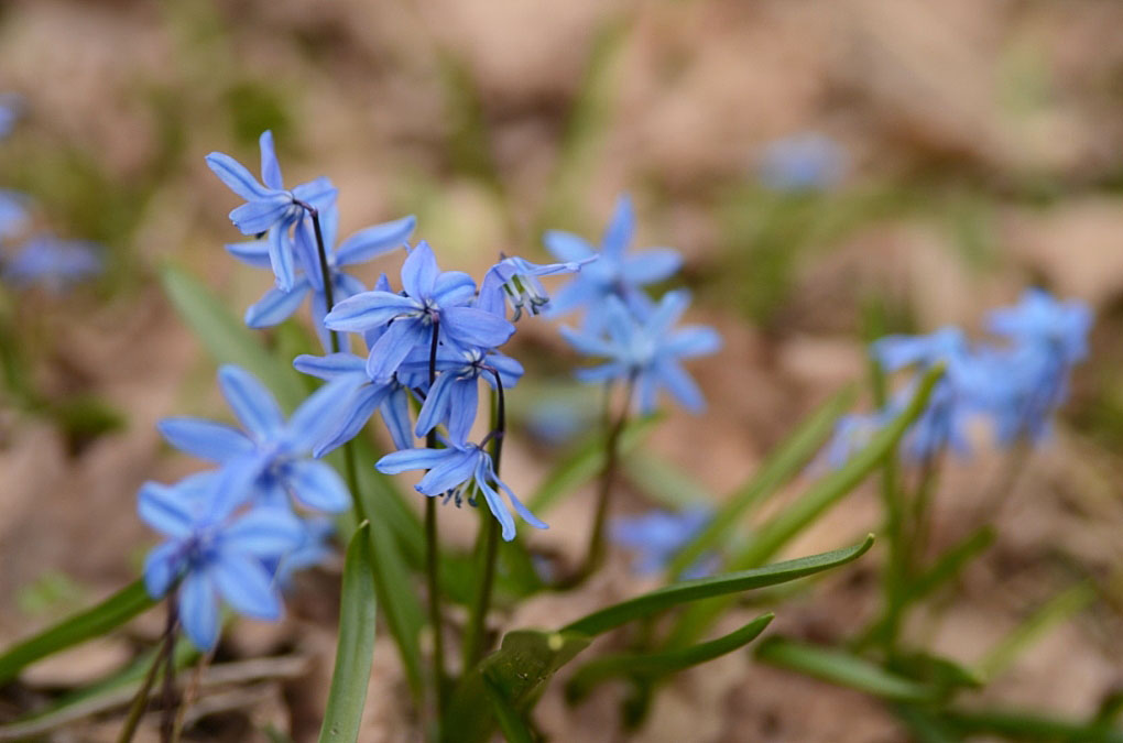 photo "***" tags: nature, 