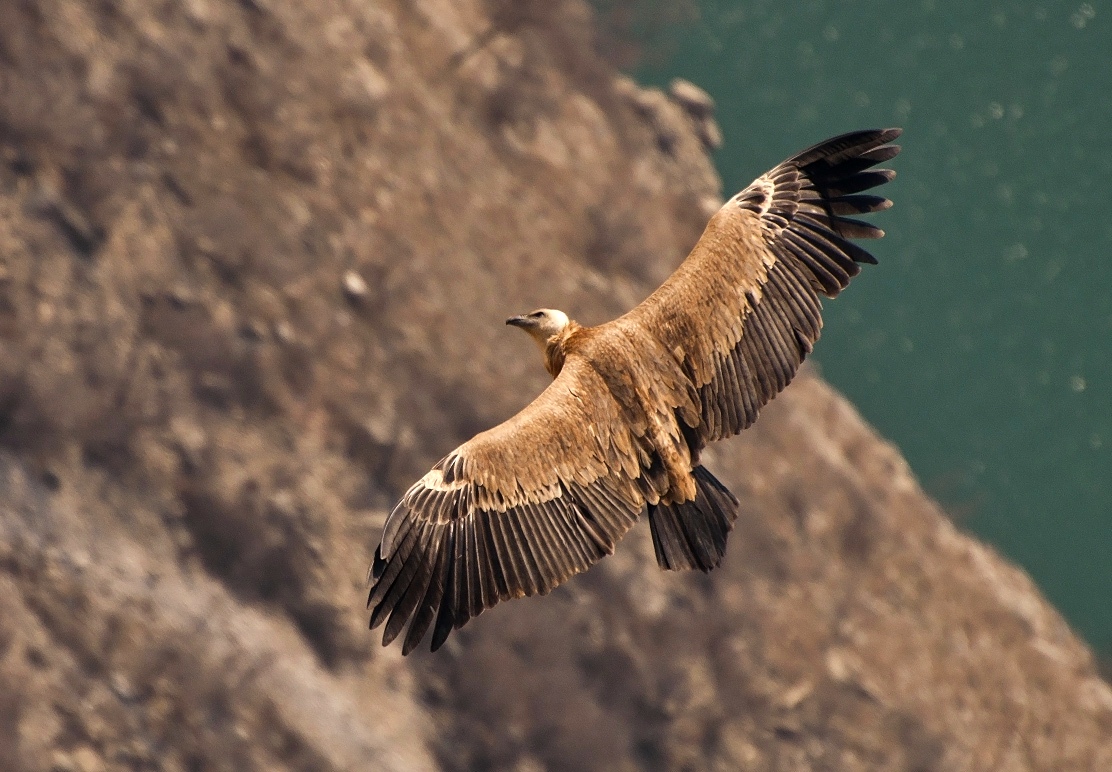 фото "Взгляд" метки: природа, Сип, взгляд, дикие животные, крылья, полет, размах