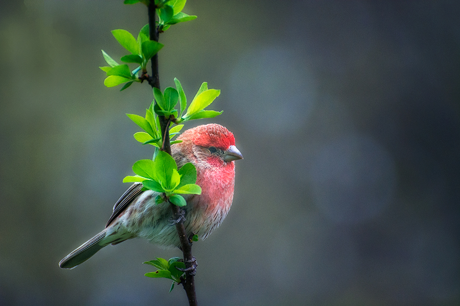 photo "***" tags: nature, 