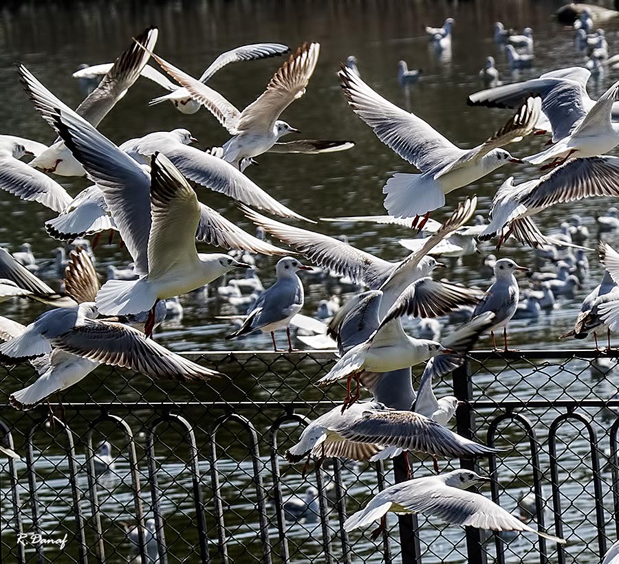 фото "Flying gulls" метки: природа, птица