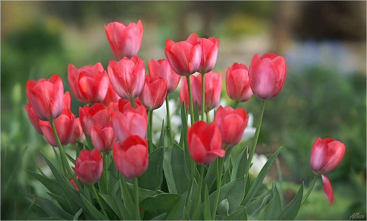 фото "Симфонию тюльпанов нужно сердцем слушать..." метки: природа, 