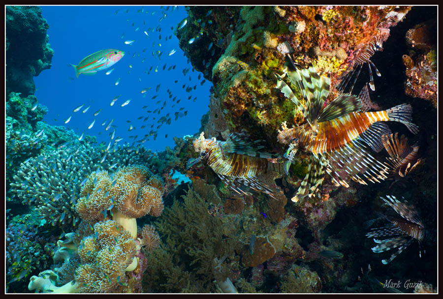 photo "In the shade of coral" tags: underwater, 