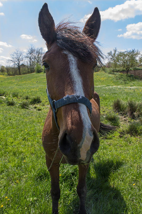 photo "***" tags: nature, grass, лошадка