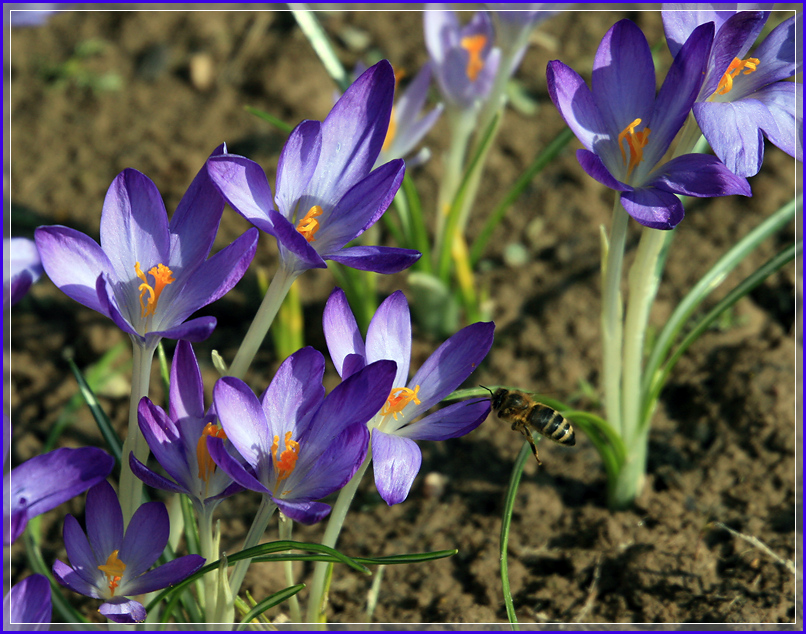 фото "Крокусы" метки: природа, весна