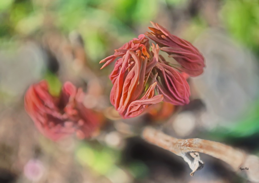 photo "***" tags: macro and close-up, 