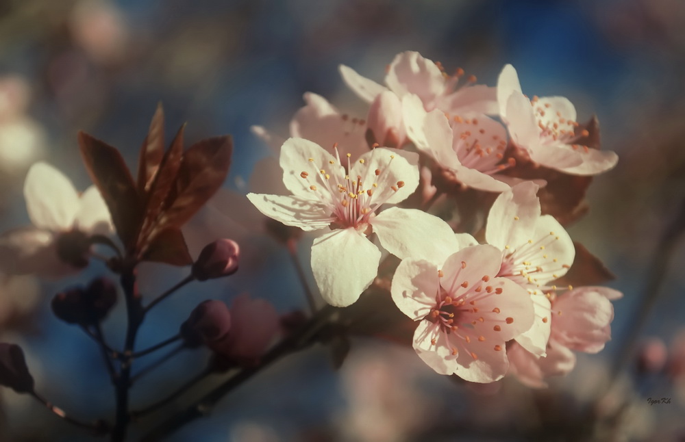 photo "***" tags: macro and close-up, 