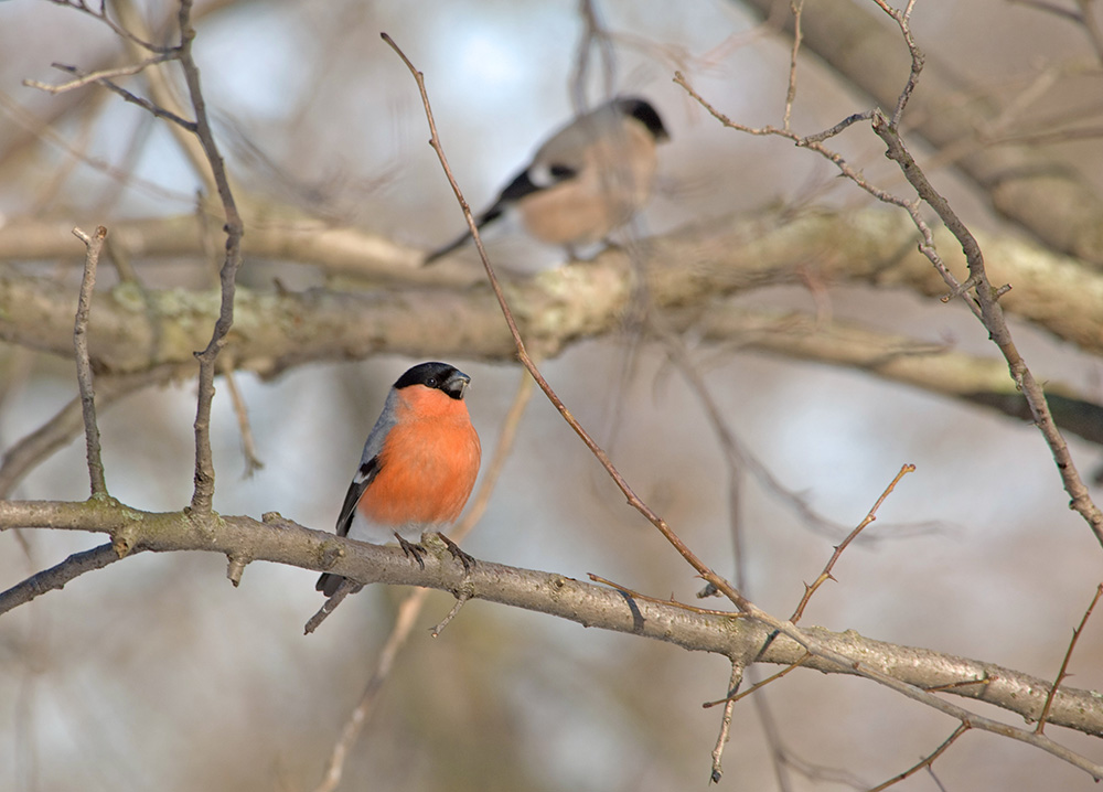 photo "Tiff" tags: nature, spring, снегирь