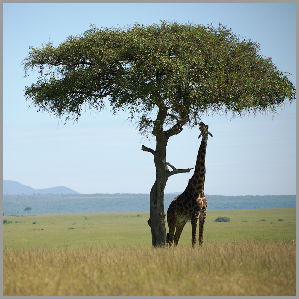 photo "In the African heat..." tags: travel, landscape, nature, Africa, wild animals, акация, жираф, саванна