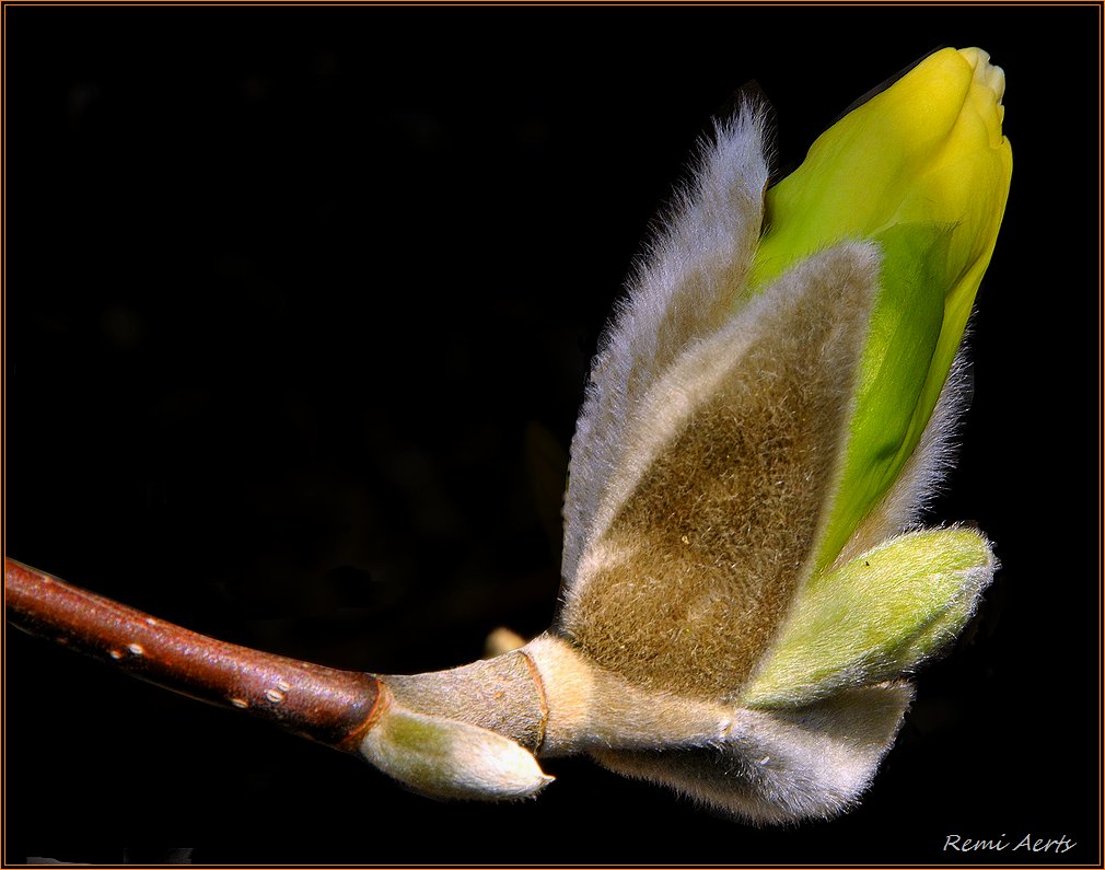 photo "***" tags: macro and close-up, nature, flowers, spring