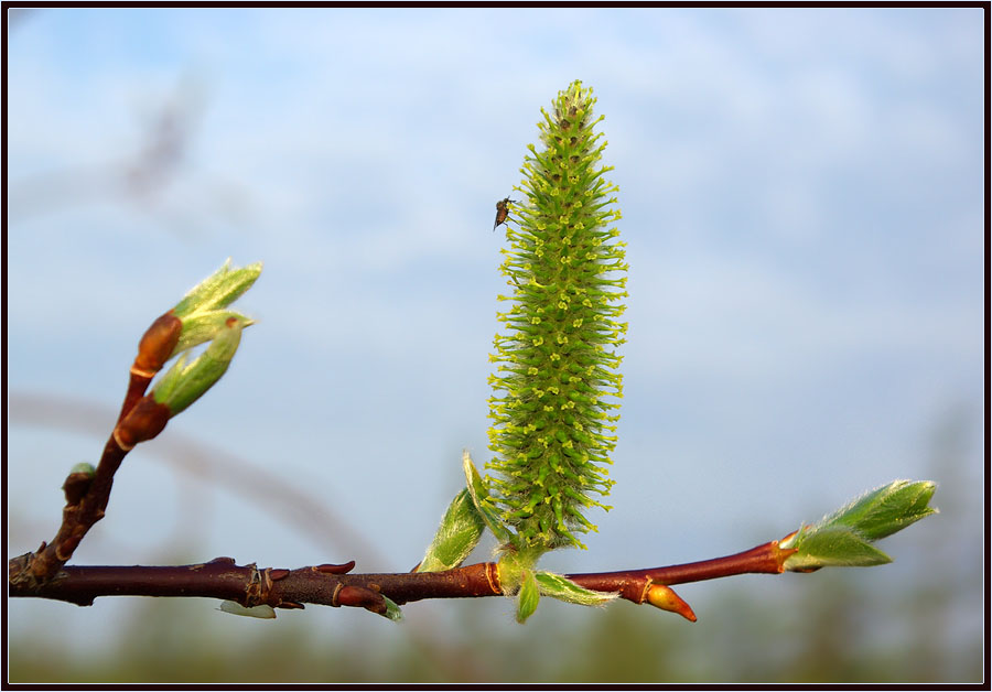 photo "***" tags: nature, ива