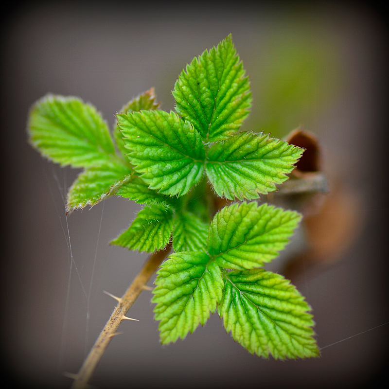 photo "***" tags: macro and close-up, 