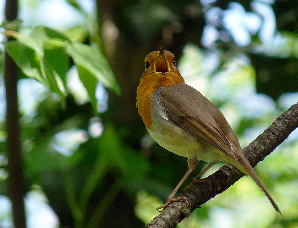 photo "***" tags: nature, wild animals