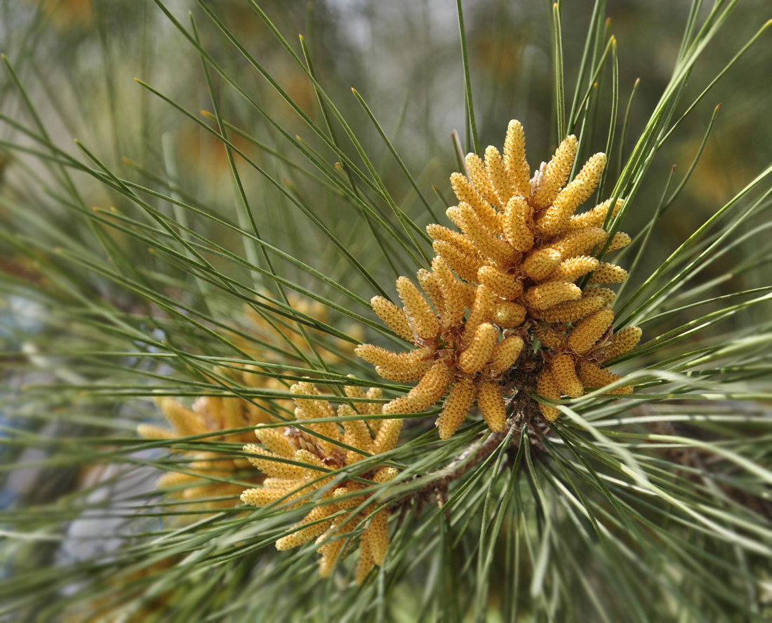 Хвойные питание. Сосна Крымская (Pinus pallasiana). Сосна Палласа шишки. Сосна Крымская шишка. Сосна Крымская цветет.