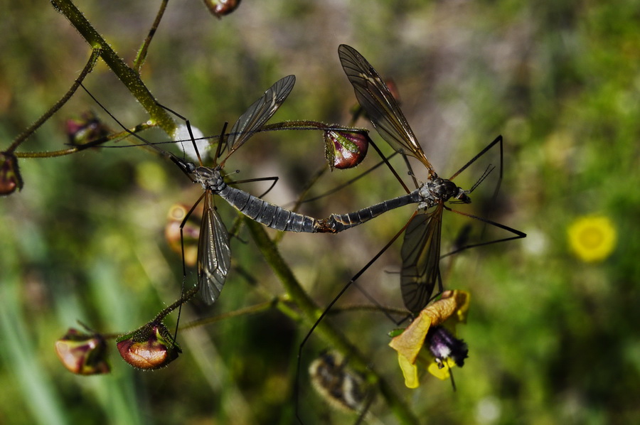 photo "***" tags: macro and close-up, 