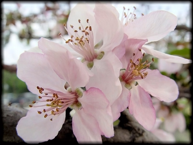 photo "Spring Blossoms" tags: nature, macro and close-up, 