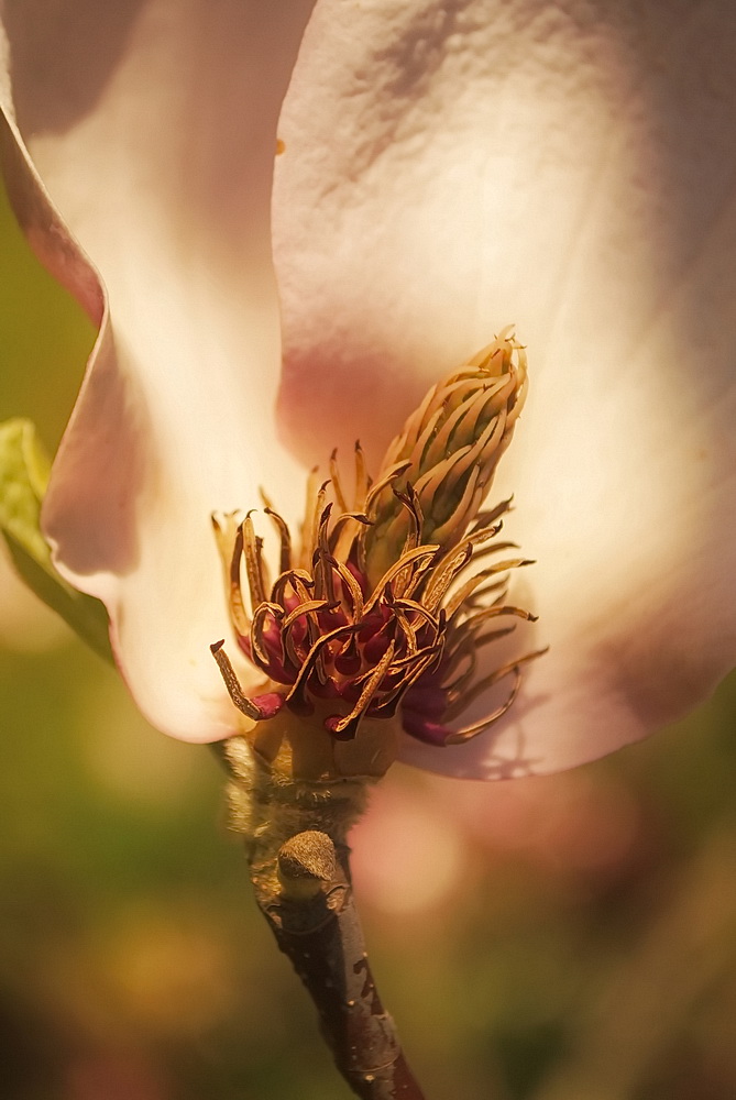 photo "***" tags: macro and close-up, 