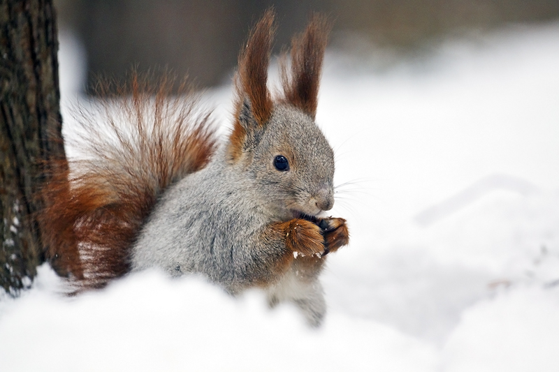 photo "***" tags: nature, winter, белочка