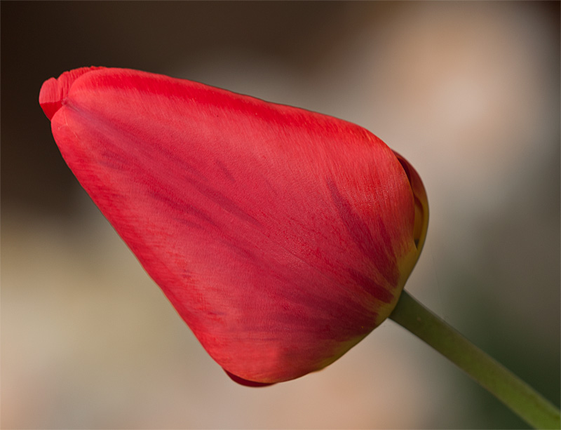 photo "Tulip" tags: nature, tulip