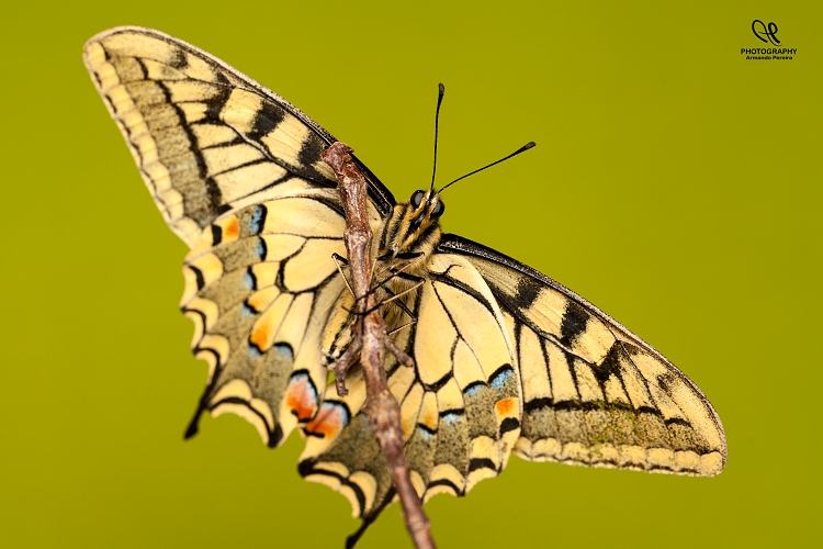 фото "Borboleta" метки: макро и крупный план, 