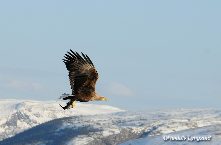 photo ""Darling! Here comes the dinner"" tags: nature, eagle, fish, hunt