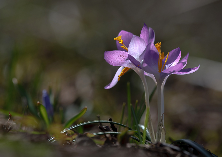 photo "***" tags: macro and close-up, nature, flowers, light, spring, sun, крокусы, первоцветы, цветок