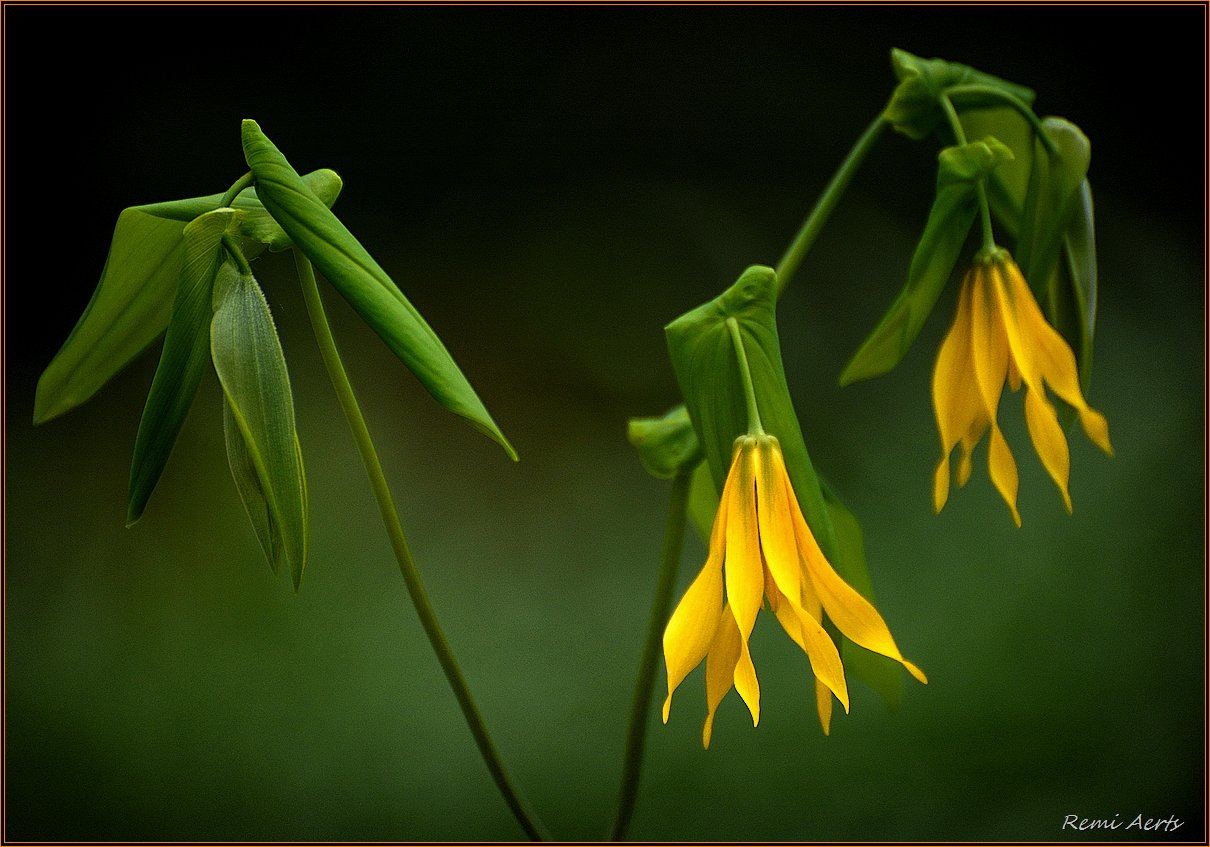 photo "***" tags: nature, macro and close-up, spring