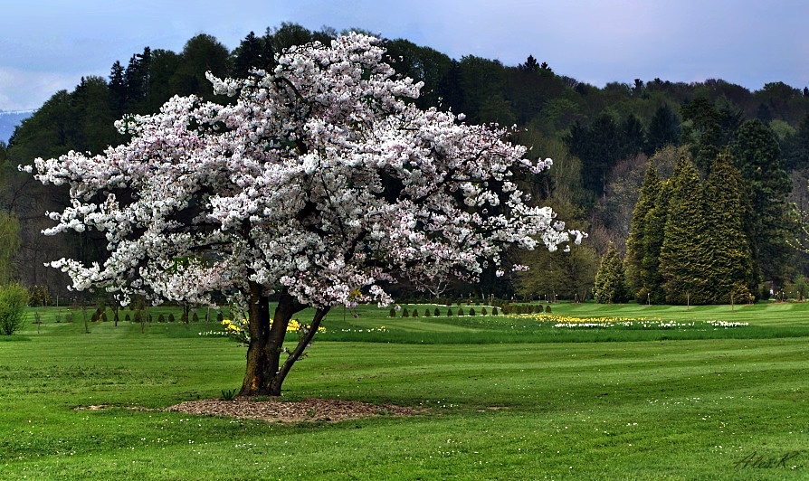 photo "***" tags: landscape, nature, 